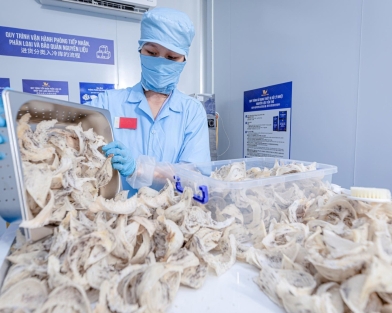 Những thách thức xuất khẩu tổ yến chính ngạch vào Trung Quốc