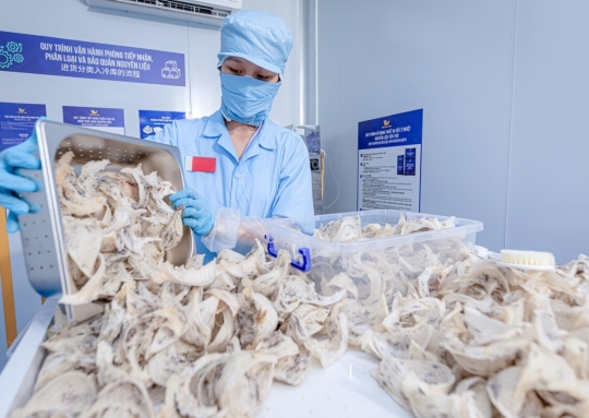 Những thách thức xuất khẩu tổ yến chính ngạch vào Trung Quốc